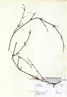 藏品(黃細心)的圖片